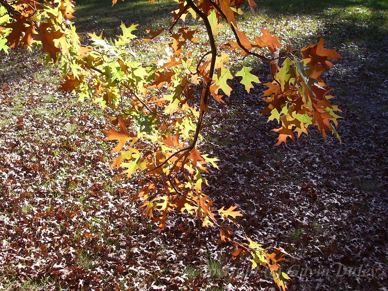 Autumn leaves, University of New England IMGP8860.JPG